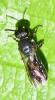Hylaeus sp.
